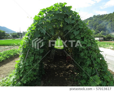 Green Tunnel 57013617