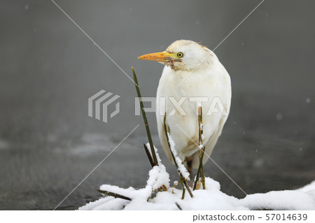 Great white egret in winter - Casmerodius albus Great white egret in winter - Casmerodius albus 57014639