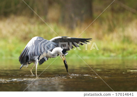 Grey heron catching fish in water - Ardea cinerea 57014641
