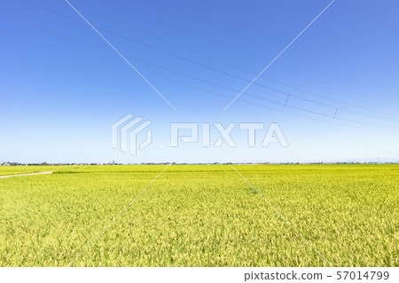 農村風景稻田在新潟縣南區 農村風景稻田在新潟縣南區 57014799