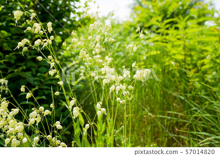 白玉草 白玉草 57014820