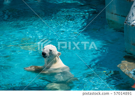 Polar bear Tennoji Zoo Polar bear Tennoji Zoo 57014891