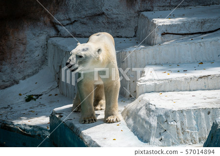 Polar bear Tennoji Zoo Polar bear Tennoji Zoo 57014894