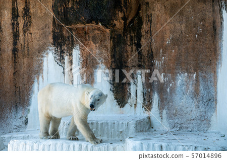 Polar bear Tennoji Zoo Polar bear Tennoji Zoo 57014896