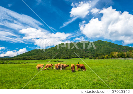 Hiruzen Highland Jersey Beef 57015543