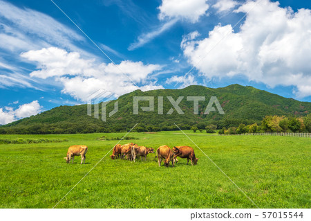 Hiruzen Highland Jersey Beef Hiruzen Highland Jersey Beef 57015544