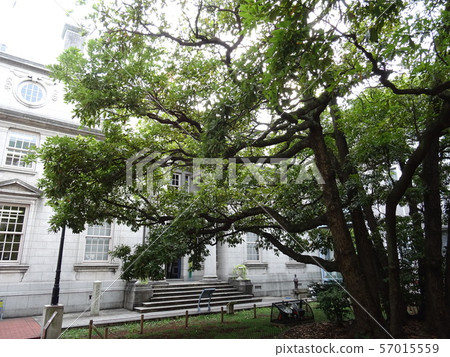 [橫濱]橫濱港開放博物館和洋蔥樹的庭院 57015559