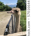 鴕鳥 57016644