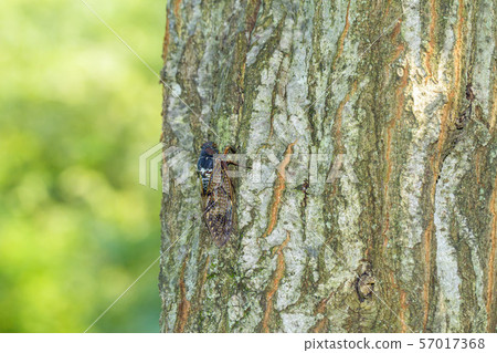 Brown cicada Brown cicada 57017368