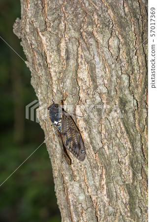 Brown cicada Brown cicada 57017369