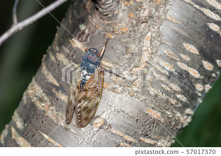 阿巴扎米 阿巴扎米 57017370