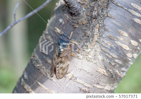 阿巴扎米 57017371