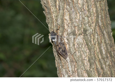 阿巴扎米 阿巴扎米 57017372