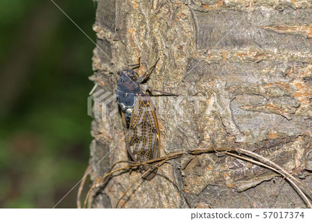 阿巴扎米 阿巴扎米 57017374