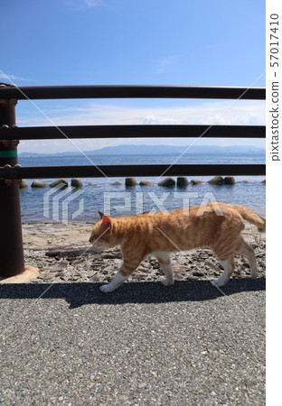Cat  57017410