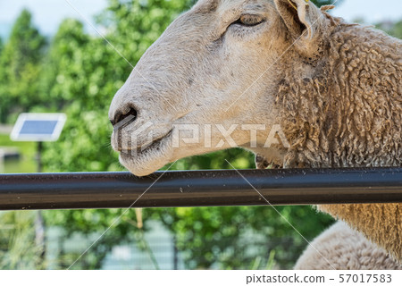 goat 57017583
