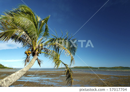 New Caledonia, Mont d'Or, Corniche coastal low tide and palm trees 57017704