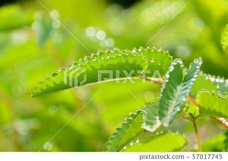 Warmoko with a decoration of summer morning dew 57017745