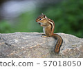 squirrel 57018050