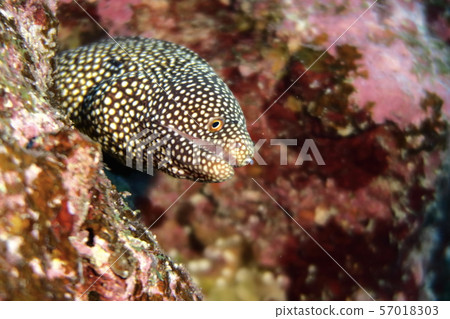 Hanabiuratsubo living on the seabed of the island in the diving spot on the ground island of Miyakojima 57018303