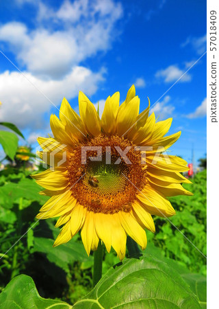 Summer sky and sunflower garden landscape 3 Summer sky and sunflower garden landscape 3 57018409