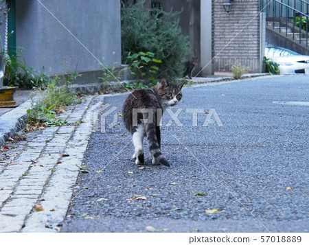 A cat on the street 57018889