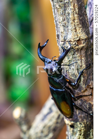 雄鹿甲蟲 雄鹿甲蟲 57019224