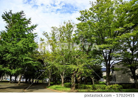 金澤八景(夏天) 金澤八景(夏天) 57020455