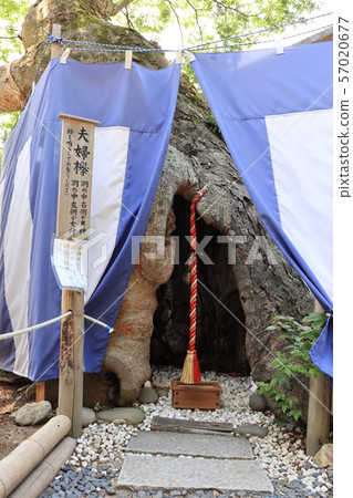 A married couple at Ikushima Ashida Shrine in Ueda City, Nagano Prefecture 57020677