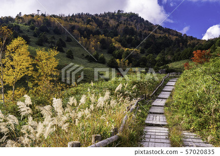 (Gunma Prefecture) Manza Onsen in Manza Ski Area in Autumn 57020835