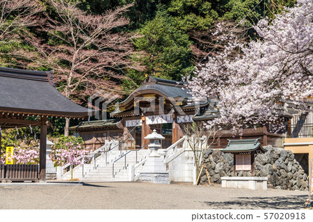 高麗神社的櫻花和神道 高麗神社的櫻花和神道 57020918