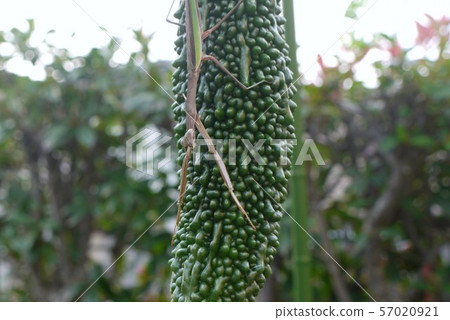 Bitter gourd alone 57020921