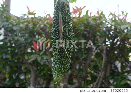 Bitter gourd alone 57020923
