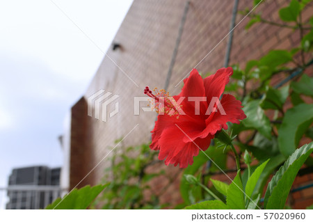 芙蓉走向太陽 芙蓉走向太陽 57020960