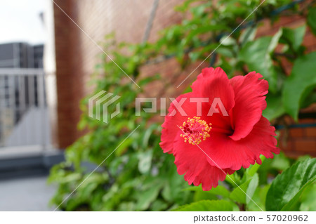 屋頂上的鮮花 屋頂上的鮮花 57020962