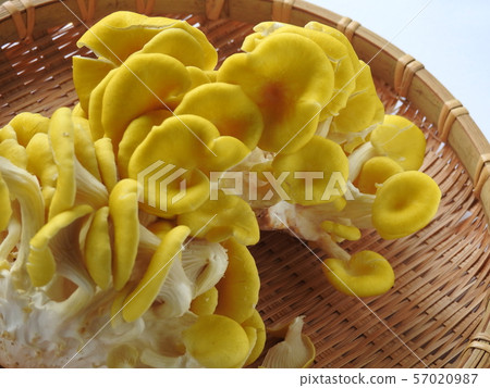 Only Tamogi 57020987