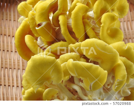 Only Tamogi 57020988