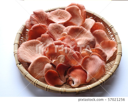 Toki Irohiratake 57021256