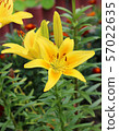 Lily flowers in a flowerbed close-up view  57022635