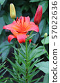 Lily flowers in a flowerbed close-up view  57022636