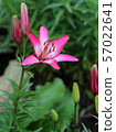 Lily flowers in a flowerbed close-up view  57022641