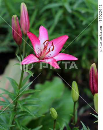 Lily flowers in a flowerbed close-up view Lily flowers in a flowerbed close-up view 57022641