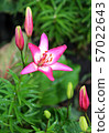 Lily flowers in a flowerbed close-up view  57022643
