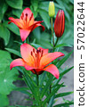 Lily flowers in a flowerbed close-up view  57022644
