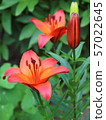 Lily flowers in a flowerbed close-up view  57022645