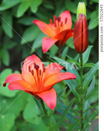 Lily flowers in a flowerbed close-up view Lily flowers in a flowerbed close-up view 57022645