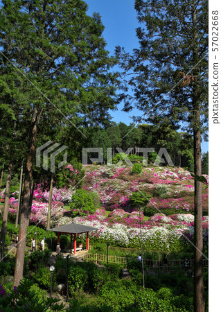 Azalea of Mie Murotoji Azalea of Mie Murotoji 57022668