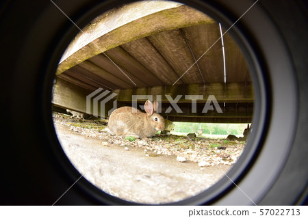 Rabbit hole | Animals Rabbit hole | Animals 57022713