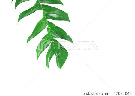 Tropical palm leaf isolated on white background Tropical palm leaf isolated on white background 57023043