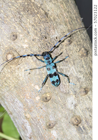 Ruri Boshikiki Ruri Boshikiki 57023122